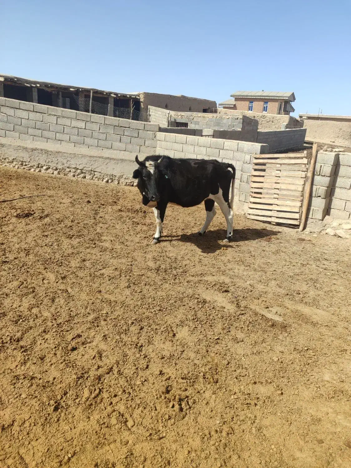 گاو|حیوانات مزرعه|گلی داغ, |دیوار