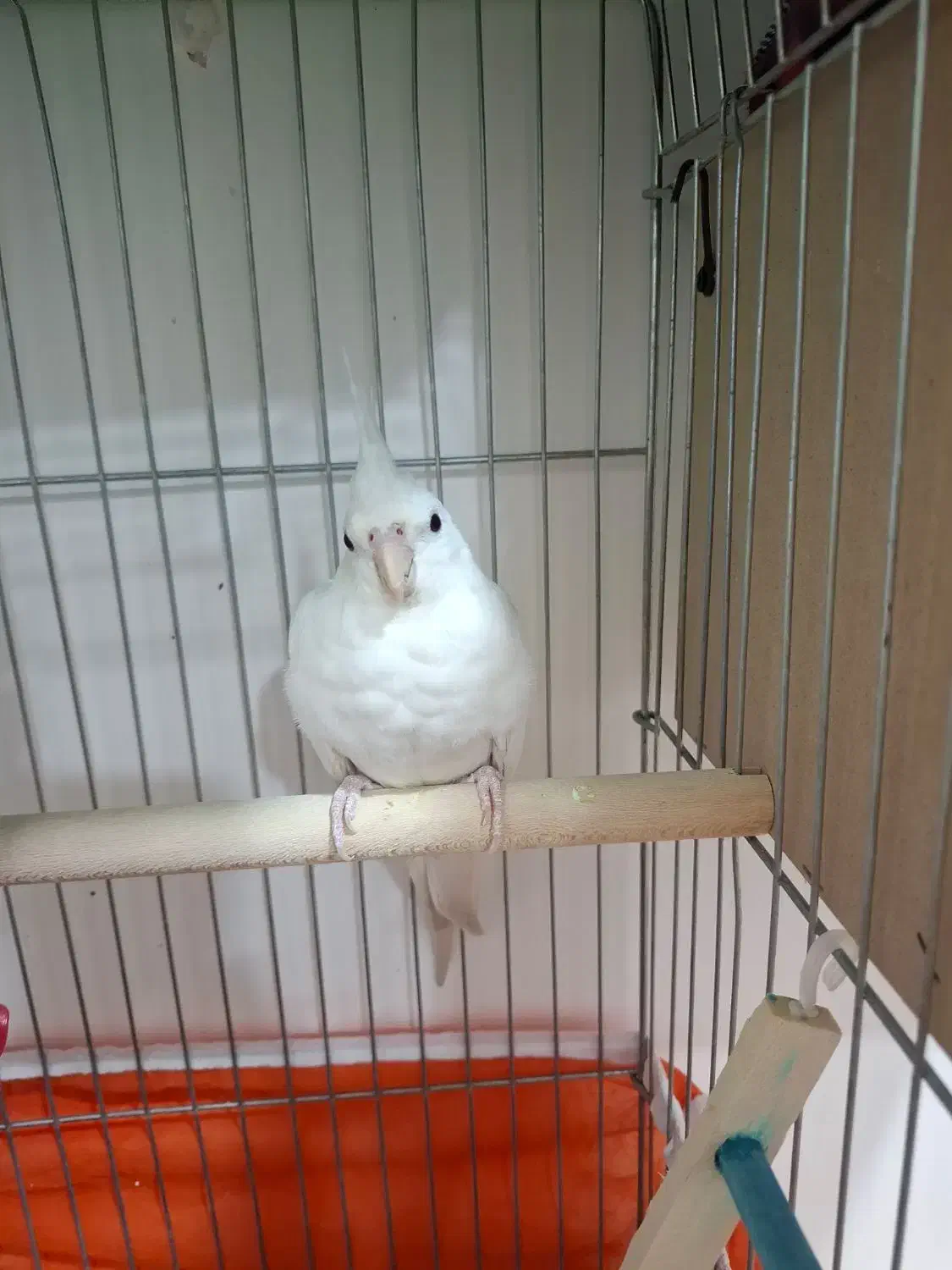 عروس هلندی ماده سایز گینگ|پرنده|اهواز, شهرک برق|دیوار