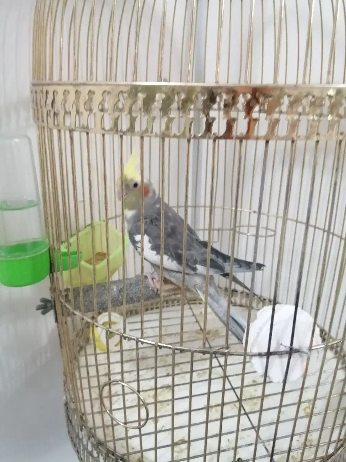 عروس هلندی سخنگو|پرنده|مشهد, توس فردوسی|دیوار