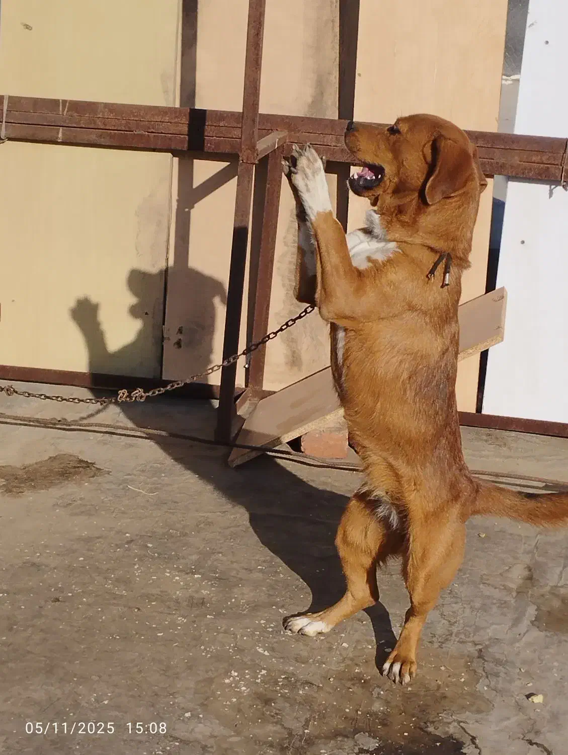 سگ ماده|سگ|بهار, |دیوار