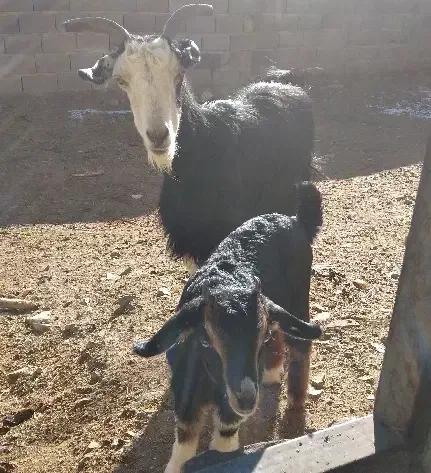 فروش بزوبزغاله|حیوانات مزرعه|جعفرآباد, |دیوار