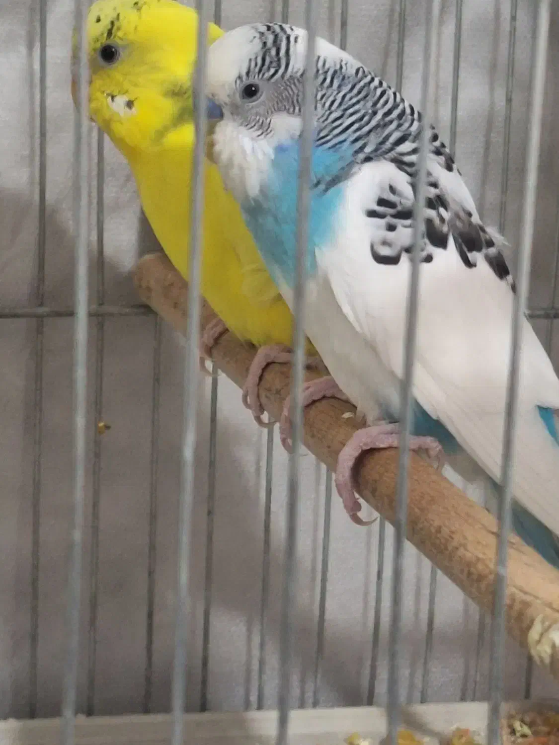 مرغ عشق مولد.نفچ|پرنده|کرج, آق تپه|دیوار