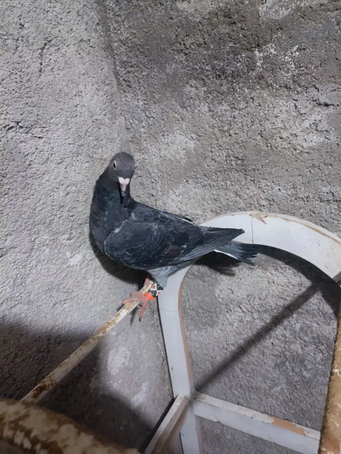 ک.فتر|حیوانات|قوچان, |دیوار