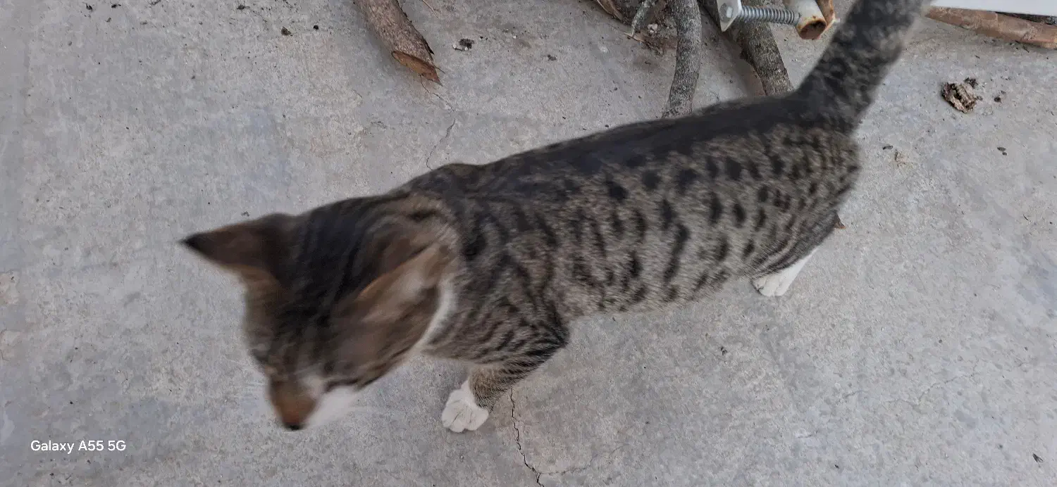 واگذاری گربه خانگی|گربه|اردبیل, |دیوار