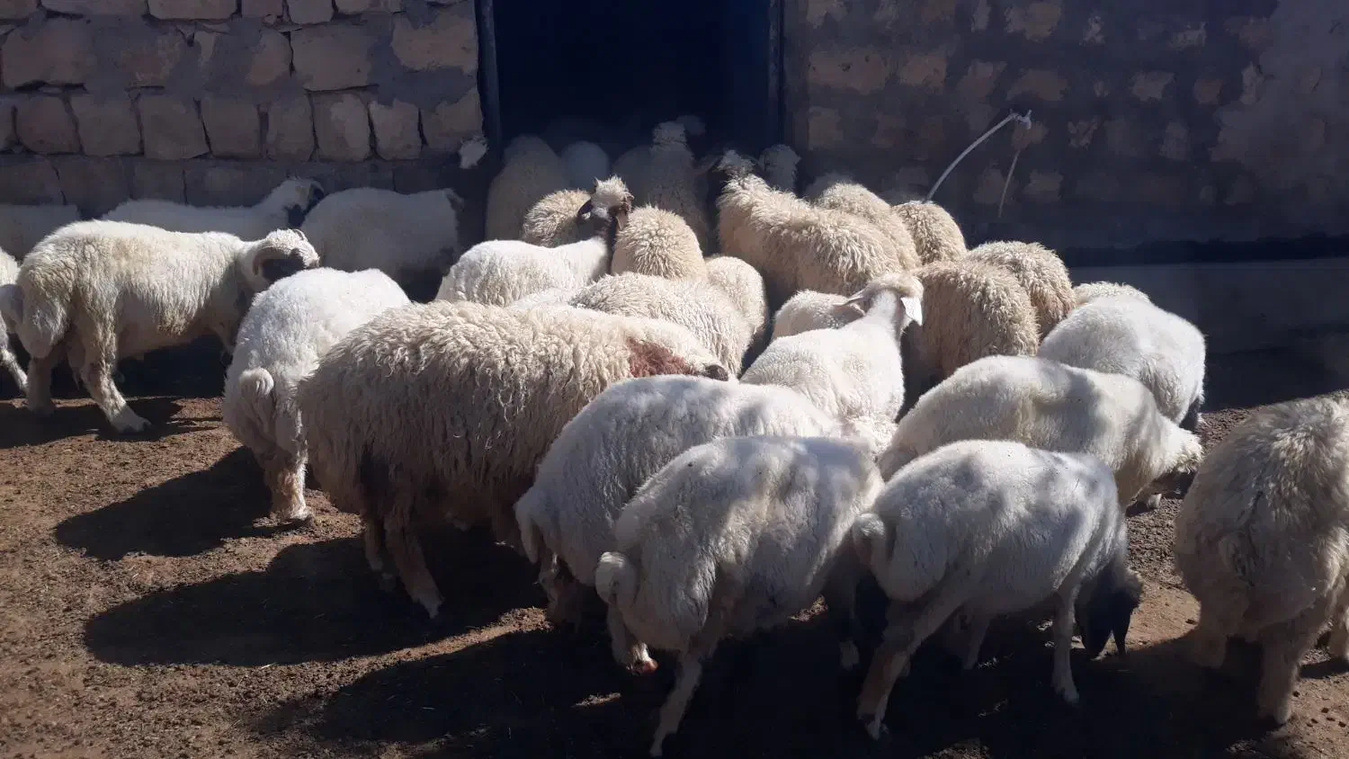 بره پروار سفید صادراتی|حیوانات مزرعه|زاگرس, |دیوار