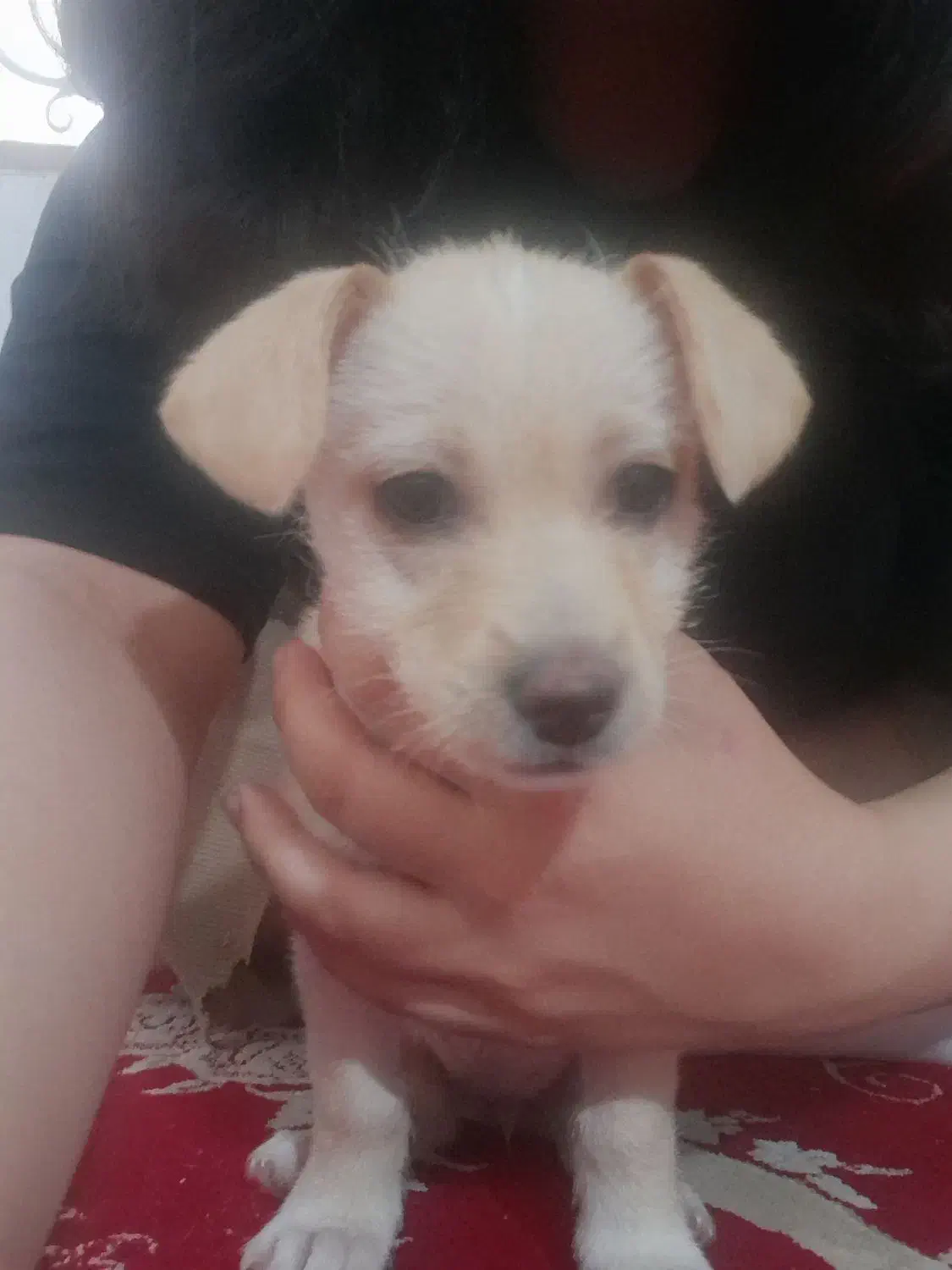 سگ پاپی|سگ|مشهد, شهید قربانی|دیوار