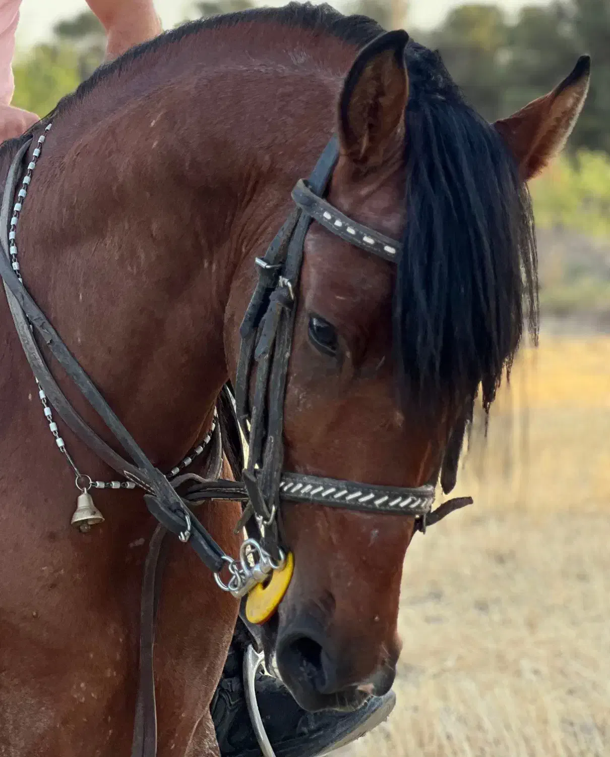 اسب نریان|اسب و تجهیزات اسب‌سواری|اصفهان, شهرک کاوه|دیوار