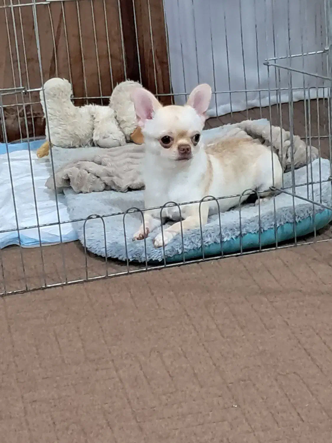 واگذاری شیواوا|سگ|ساری, |دیوار