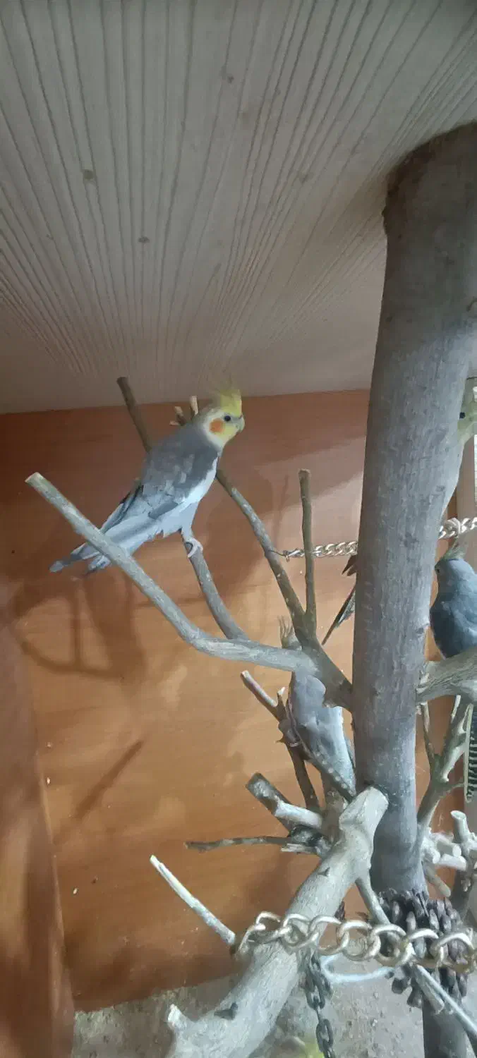 عروس هلندی|پرنده|گرگان, |دیوار