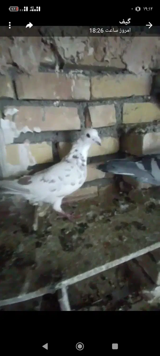 ماده پرشی|پرنده|تربت‌حیدریه, کلاته توکلی|دیوار