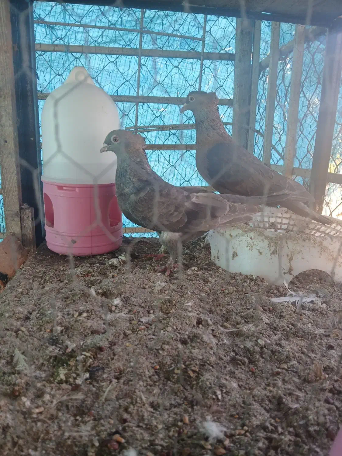 کبوتر|پرنده|نوشهر, |دیوار