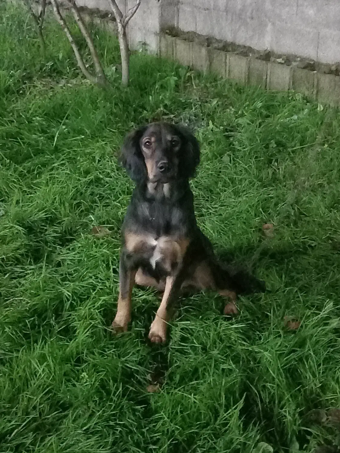 سگ شکاری|سگ|رشت, پل تالشان|دیوار