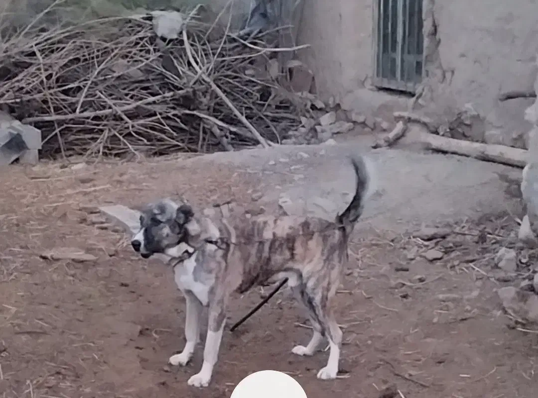 واگذاری سک گله اصیل، آماده نگهبانی|سگ|مشهد, نظام دوست|دیوار