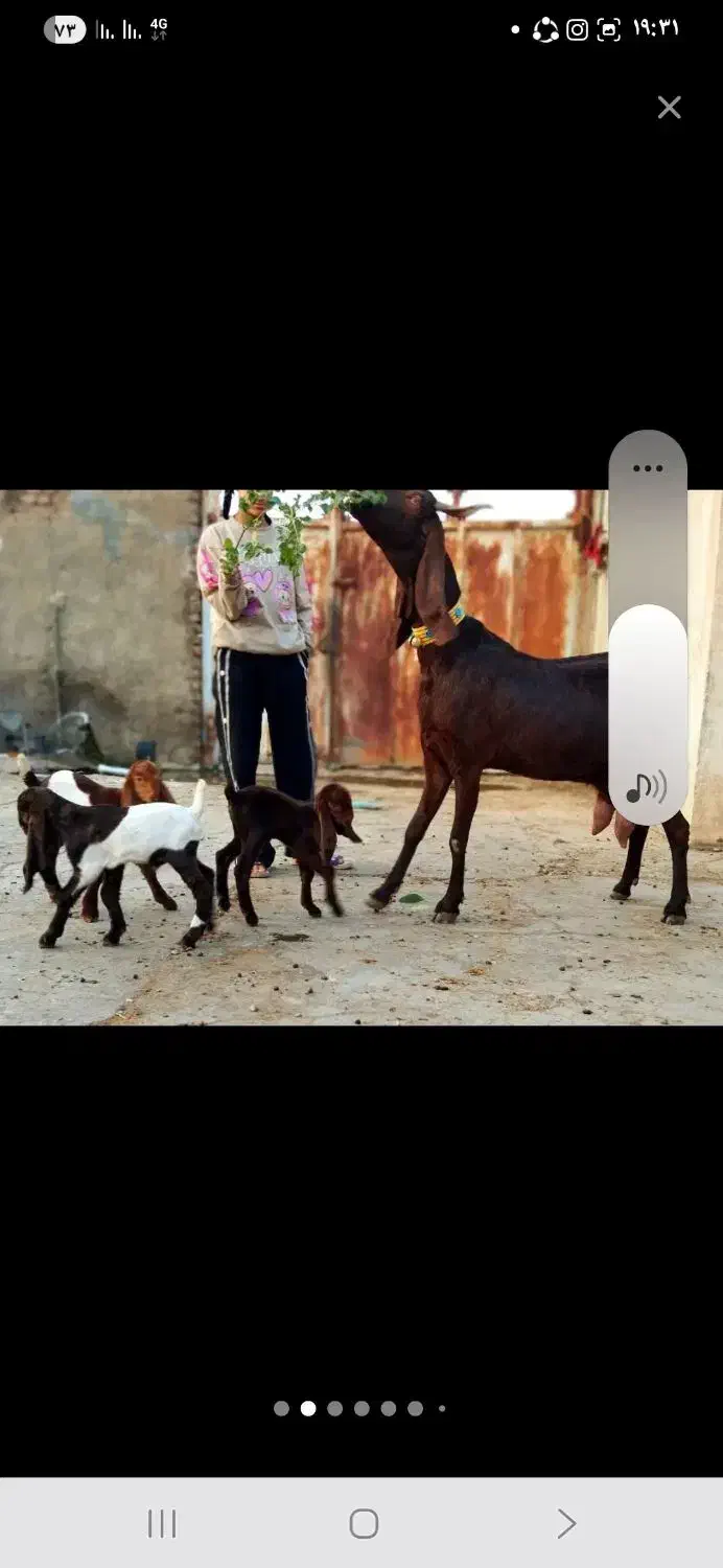 دو راس بز چهار قلو زا پاکستانی|حیوانات مزرعه|شوشتر, |دیوار