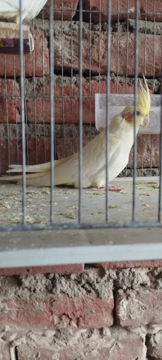 عروس هلندی|پرنده|ملکان, |دیوار