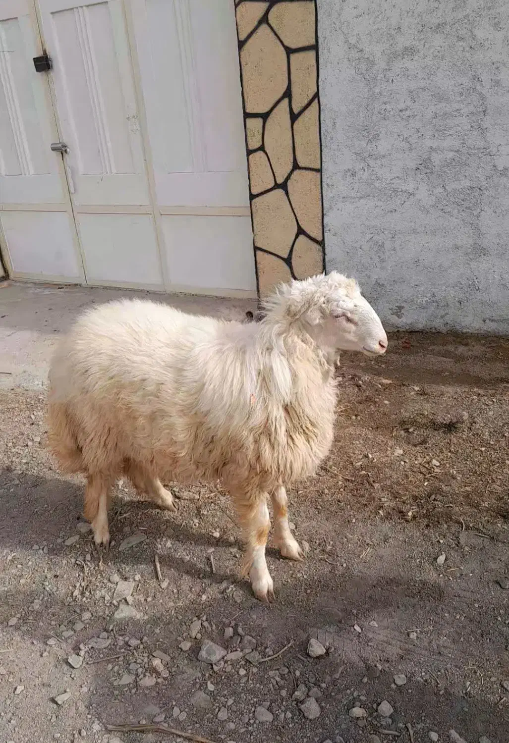 بره قوچی سنجابی|حیوانات مزرعه|کاشمر, |دیوار