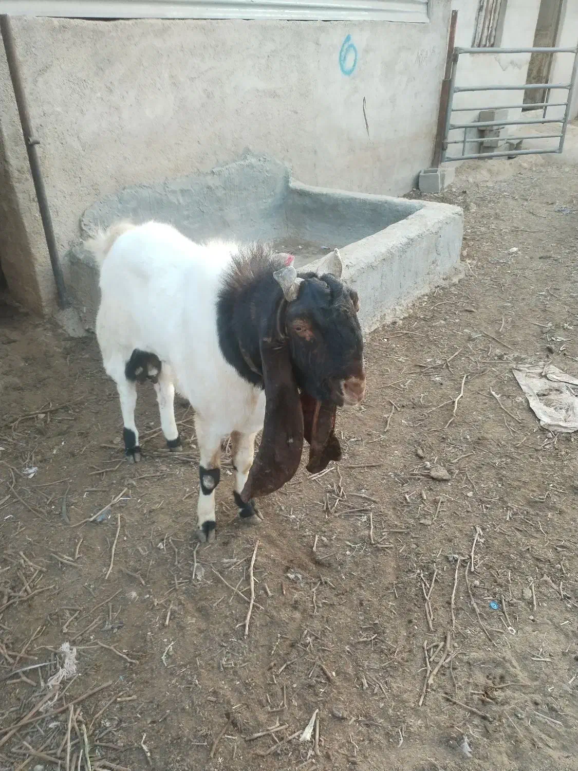 بزاصل پاکستانی|حیوانات مزرعه|طسوج, |دیوار