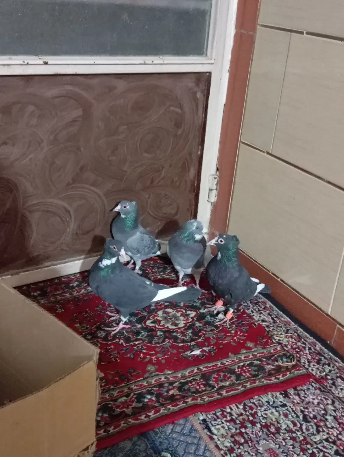 نرمایع پلنگ|پرنده|شیراز, حومه شیراز|دیوار