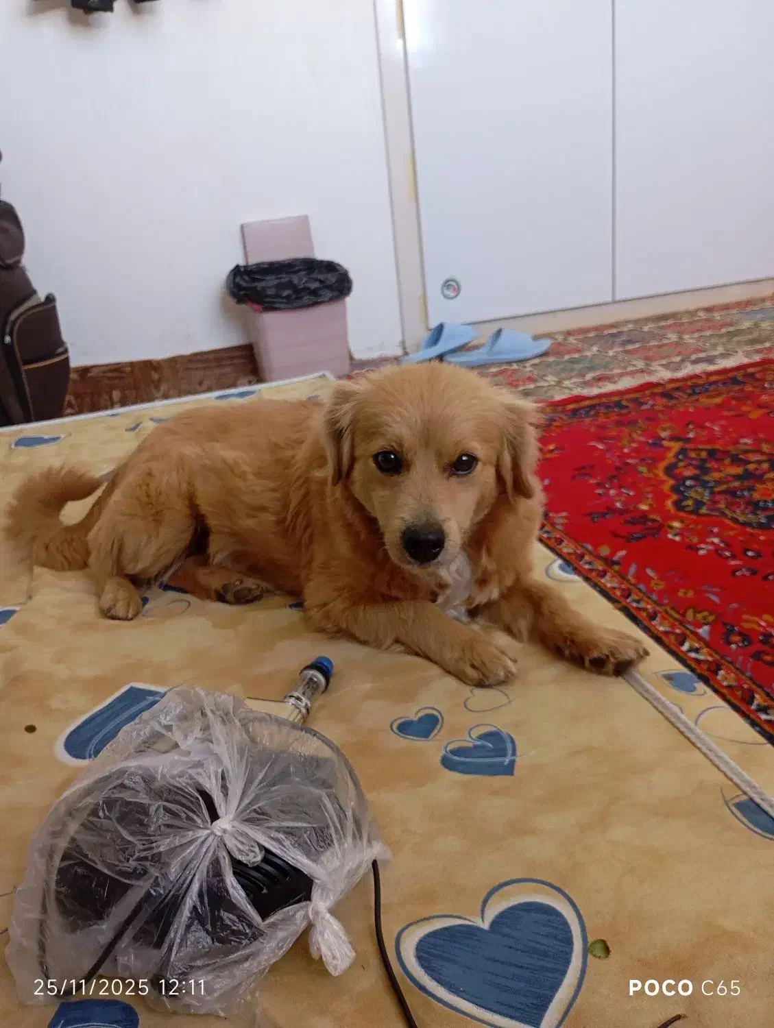 سگ پامر روباهی|سگ|گلبهار, شهر جدید گلبهار|دیوار