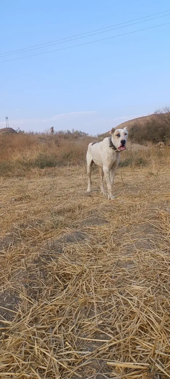 سگ گله|سگ|مشهد, رباط طرق|دیوار