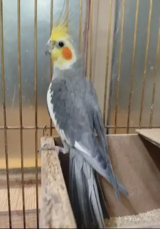 جوجه عروس هلندی|پرنده|طرقبه, |دیوار