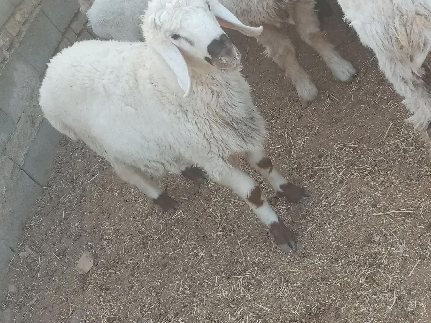 دو عدد بره نر.|حیوانات مزرعه|نیمروز, |دیوار