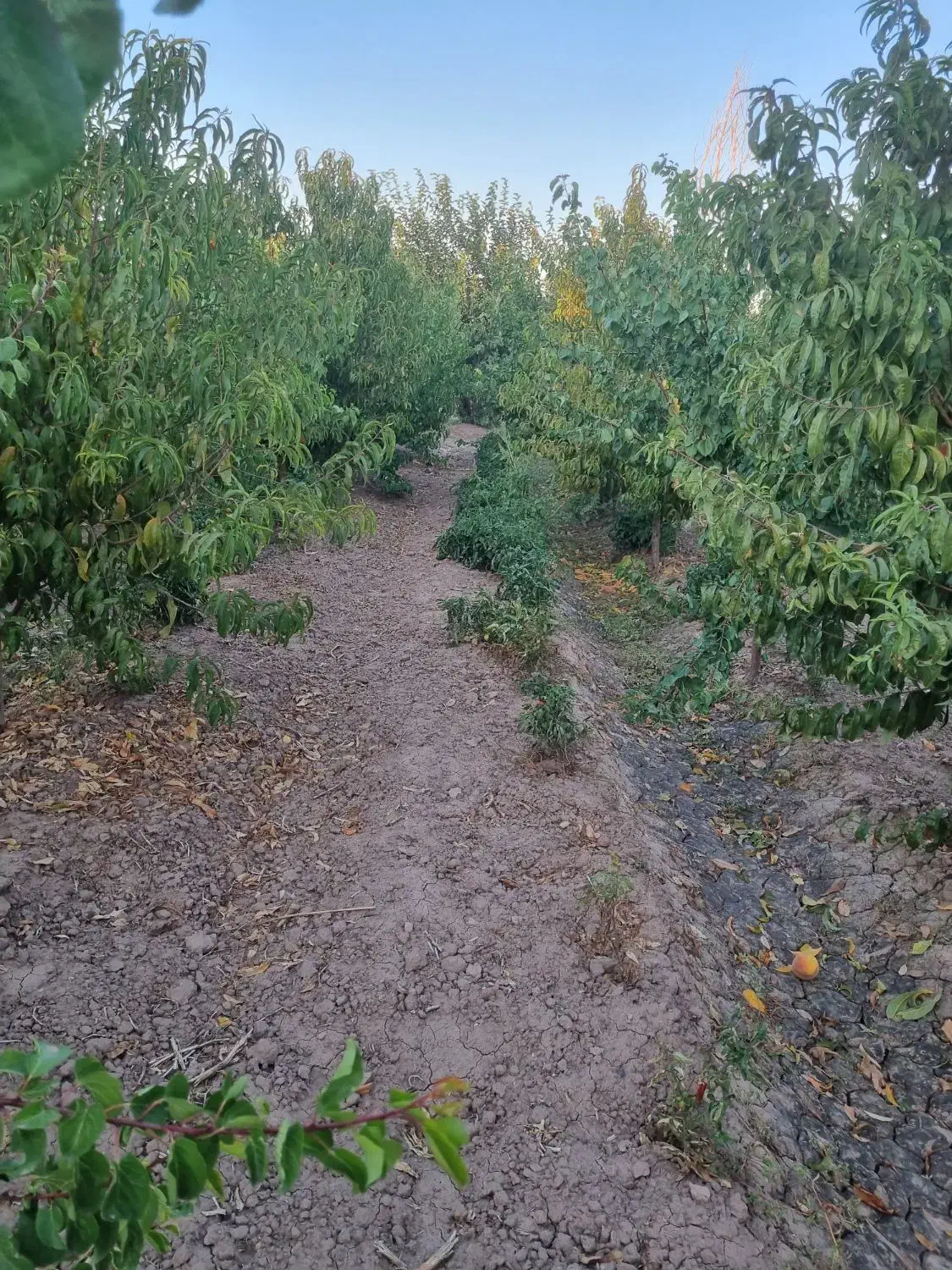 باغ در ارباتان مرند|فروش خانه و ویلا|یامچی, |دیوار