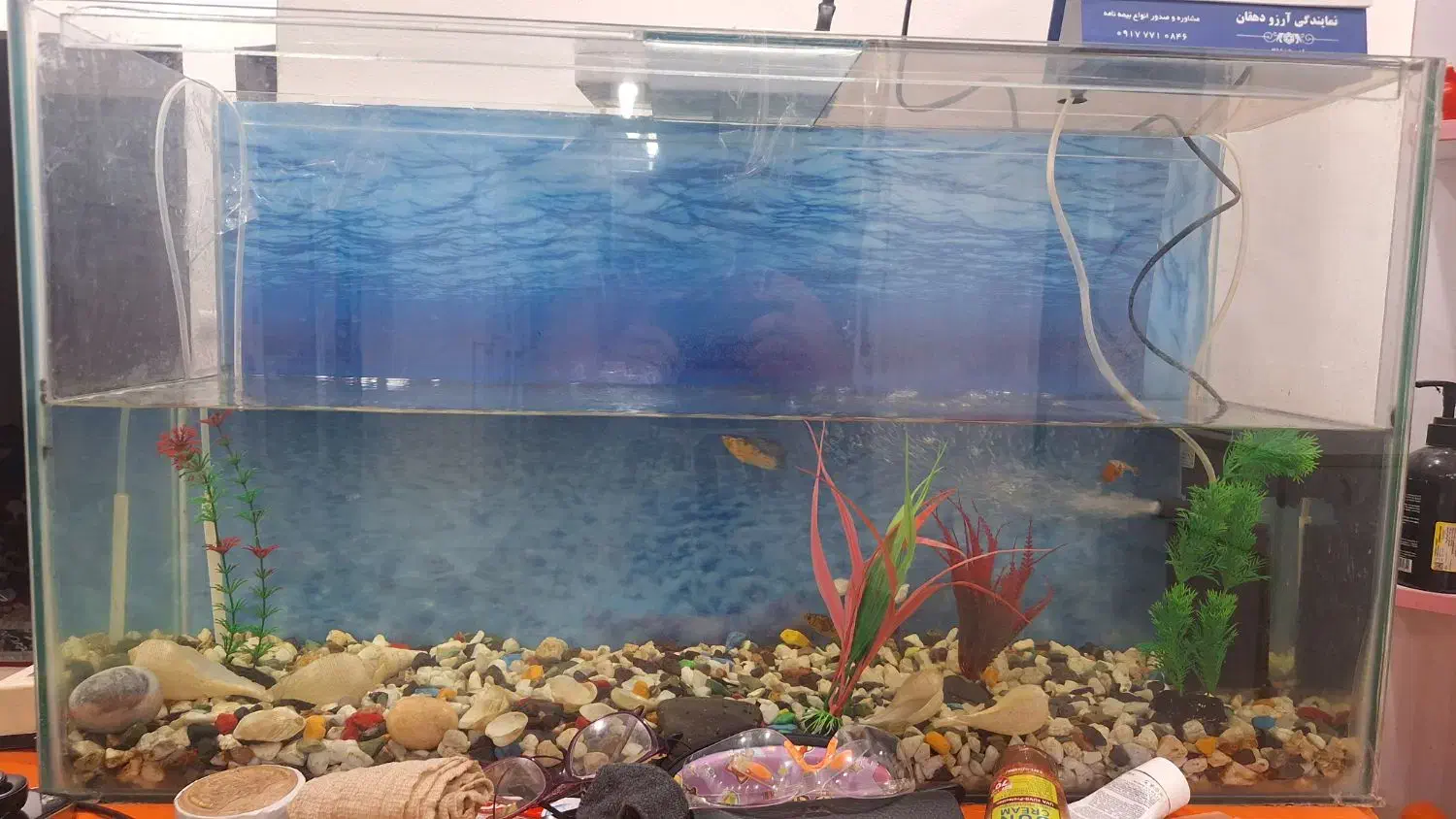 آکواریم بزرگ شیشه ای|ماهی|بوشهر, |دیوار