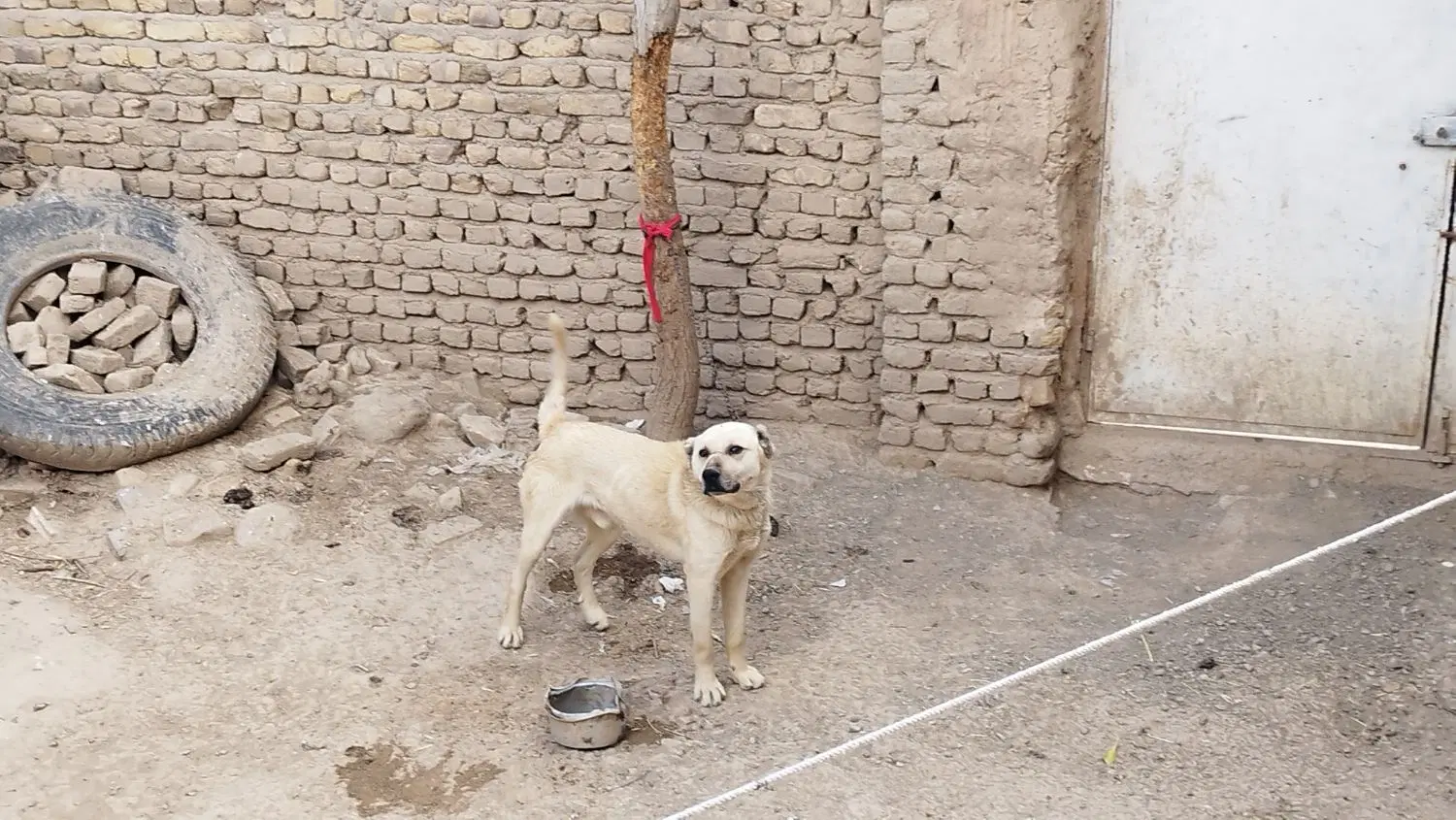س.گ|سگ|بایک, |دیوار