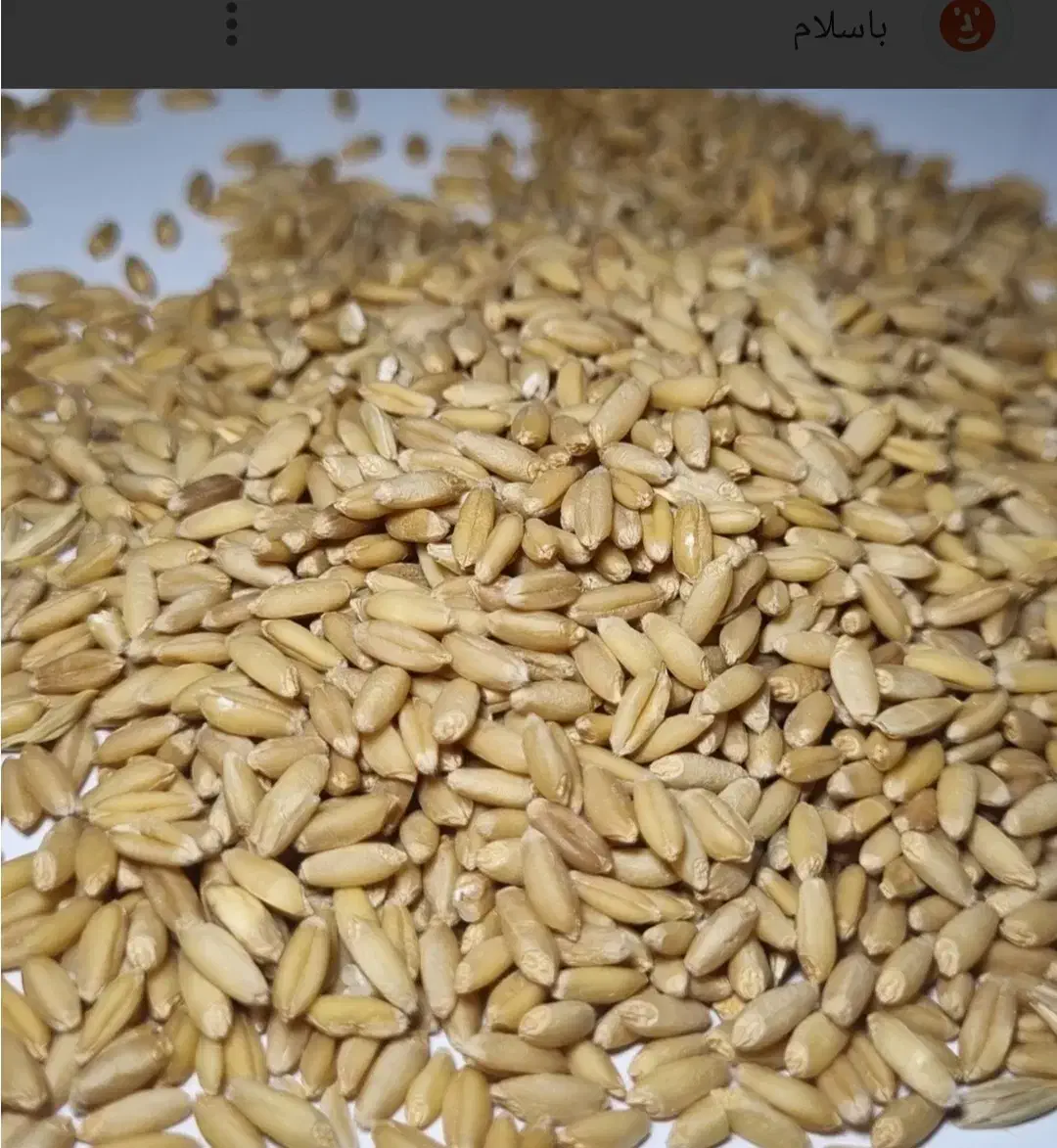 گندم بوجاری شده|عمده‌فروشی|سمیرم, |دیوار