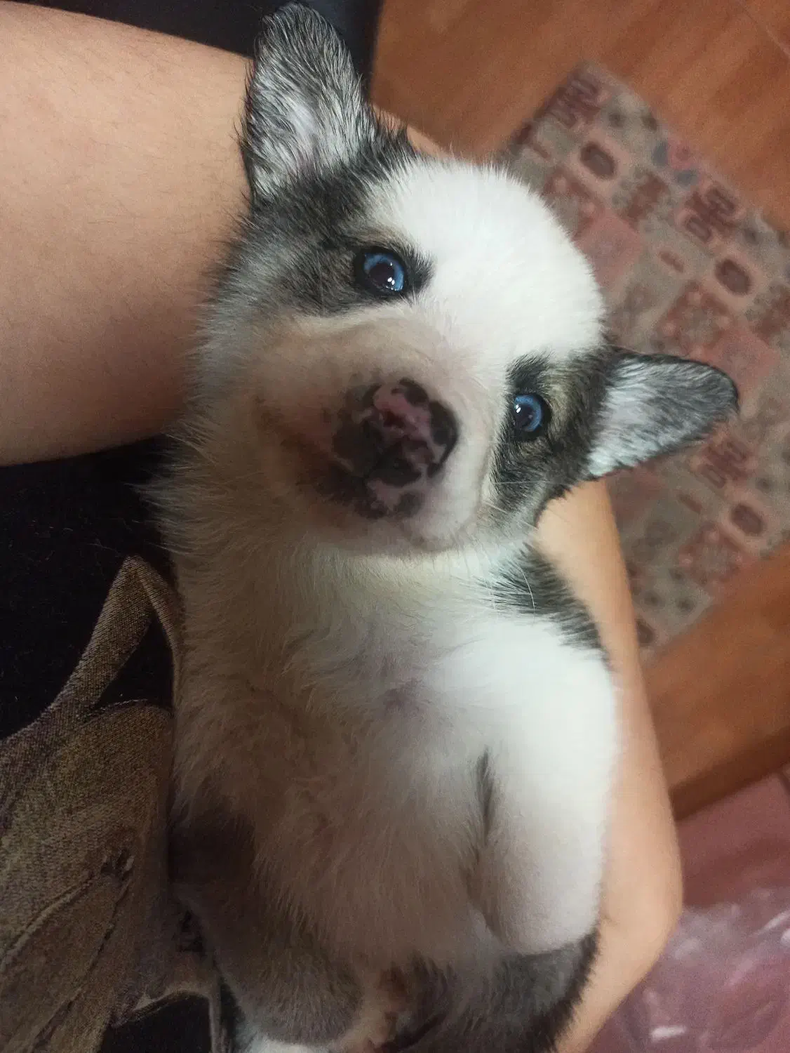 واگذاری توله سگ رایگان|سگ|نوشهر, |دیوار