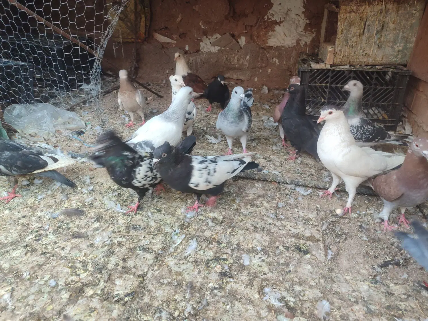 کبوتر|پرنده|رفسنجان, |دیوار