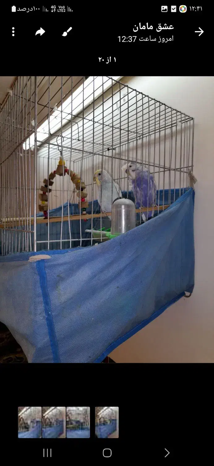 مرغ عشق ۲عدد|پرنده|خورموج, |دیوار