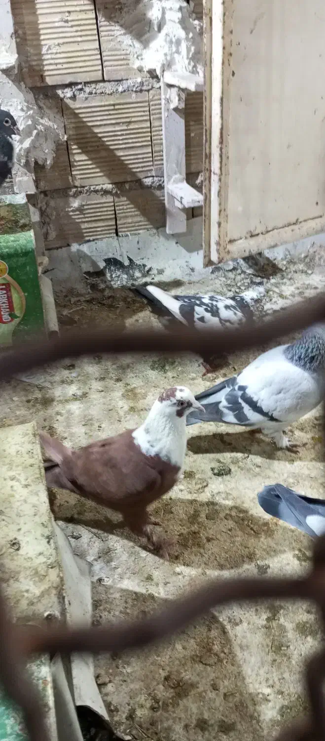 مخمل سرخ|حیوانات|شیراز, سعدیه جنوبی|دیوار