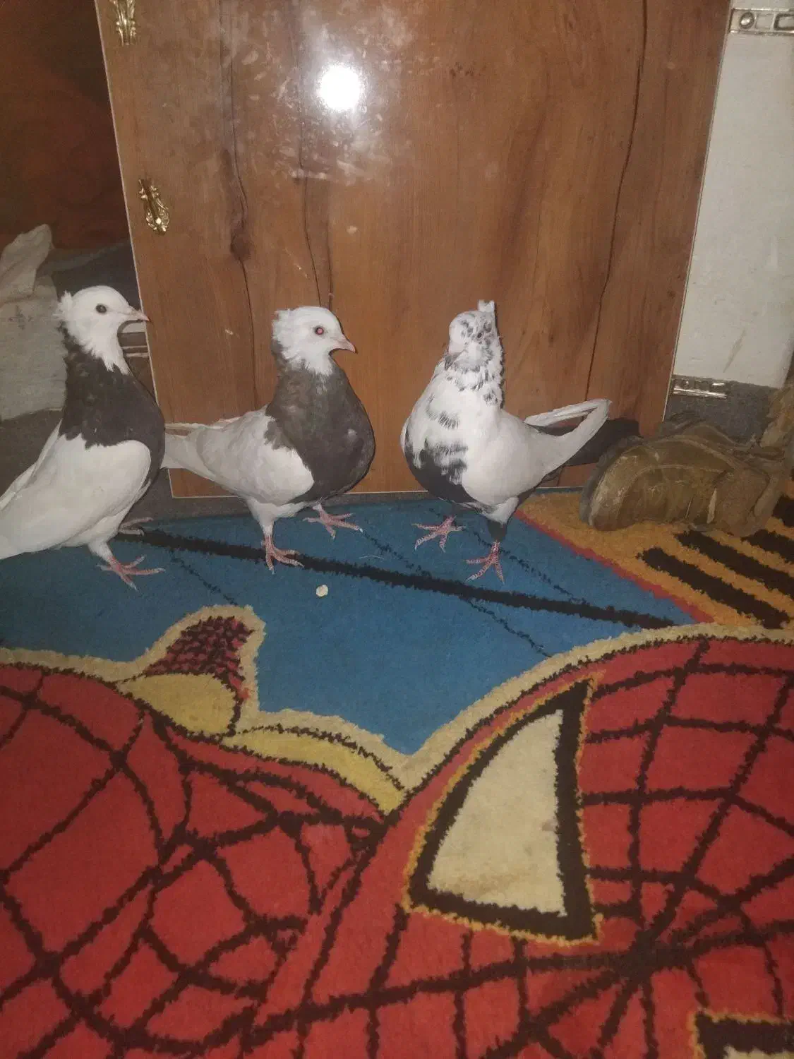 باسلام سه عدد کبوتر خوب ۲طوقی ۱دمبی|پرنده|یاسوج, |دیوار