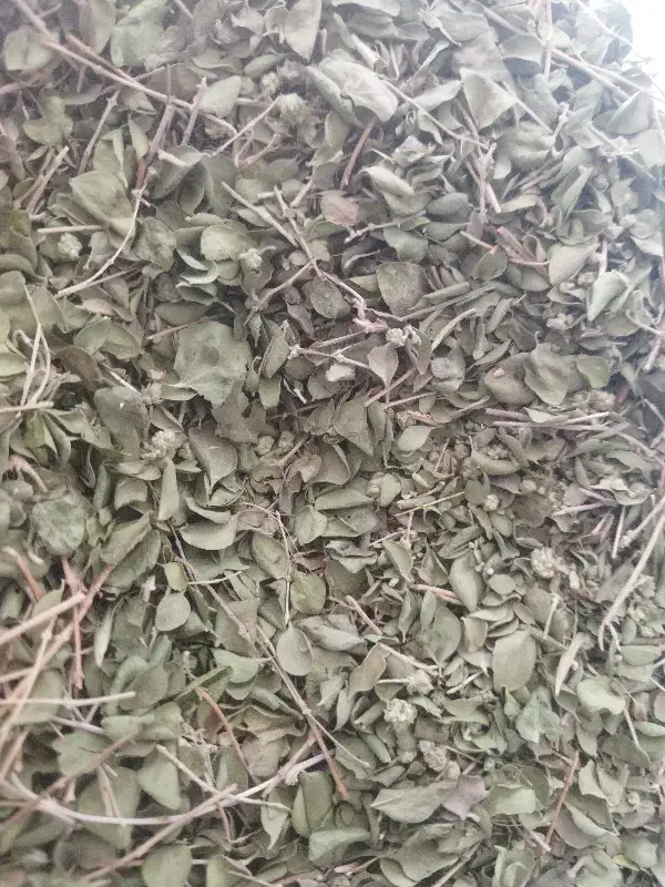 آویشن برگ|خوردنی و آشامیدنی|حمیدیا, |دیوار