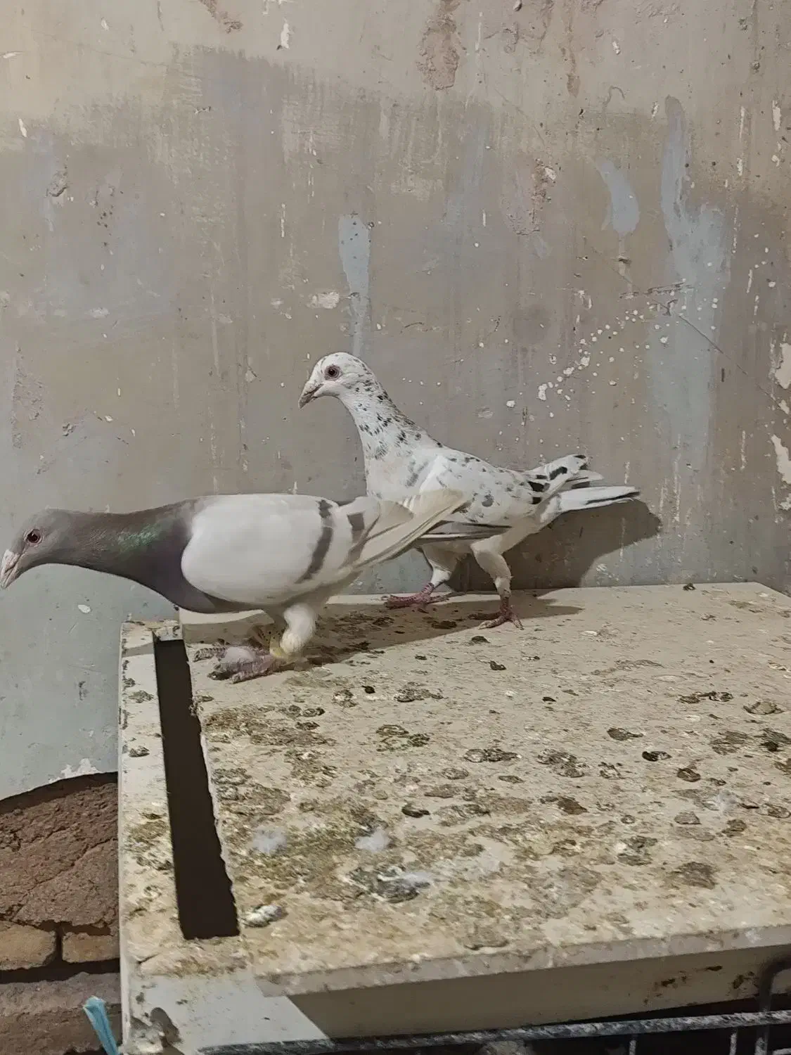 هفرنگ خطی اصیل|پرنده|قزوین, |دیوار