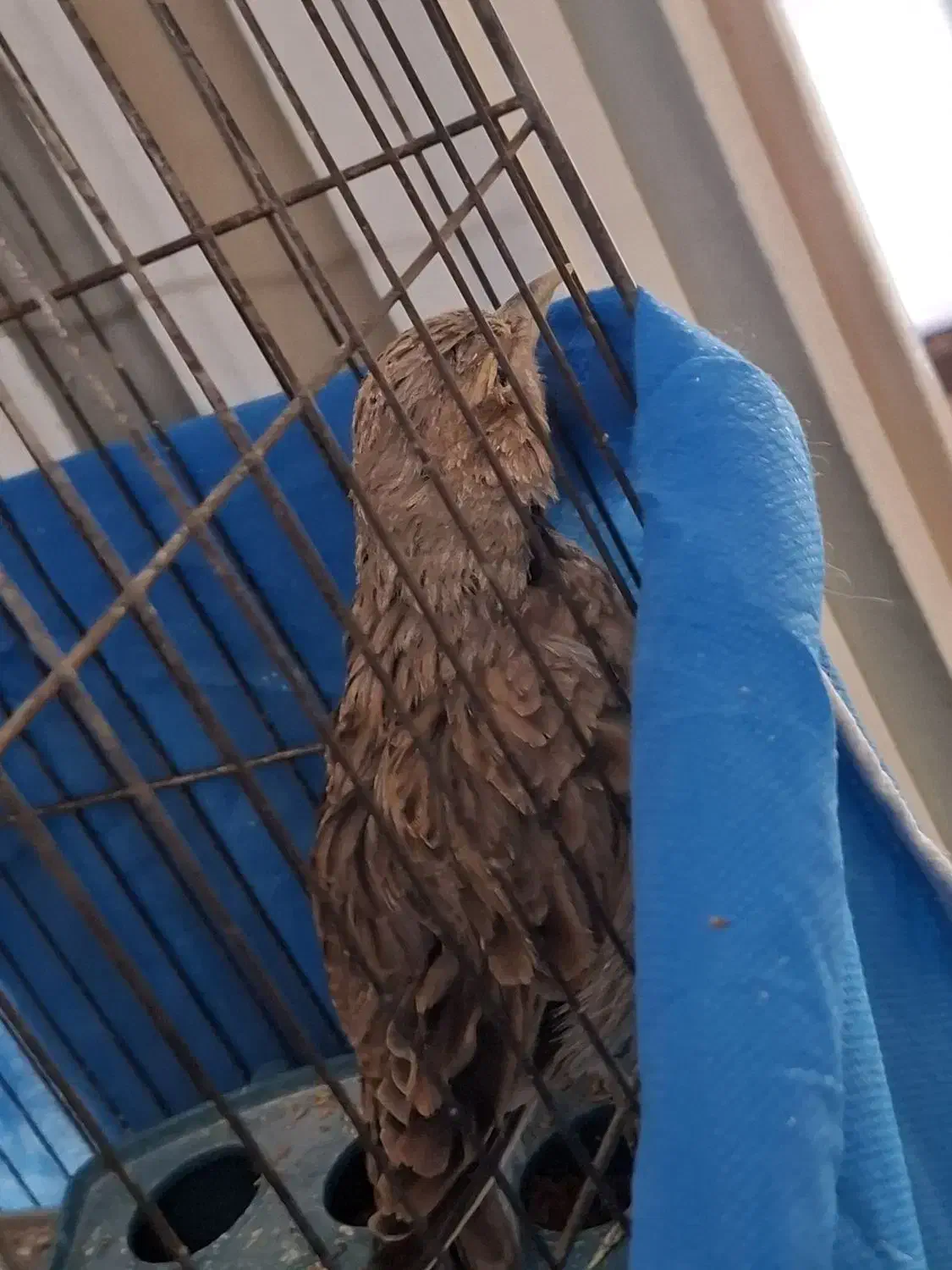 سهره قناری خاکی|لوازم جانبی حیوانات|برخوار, |دیوار