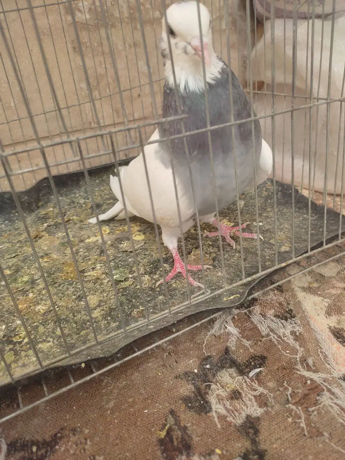 کبوتر|پرنده|شیراز, شهرک گلها|دیوار