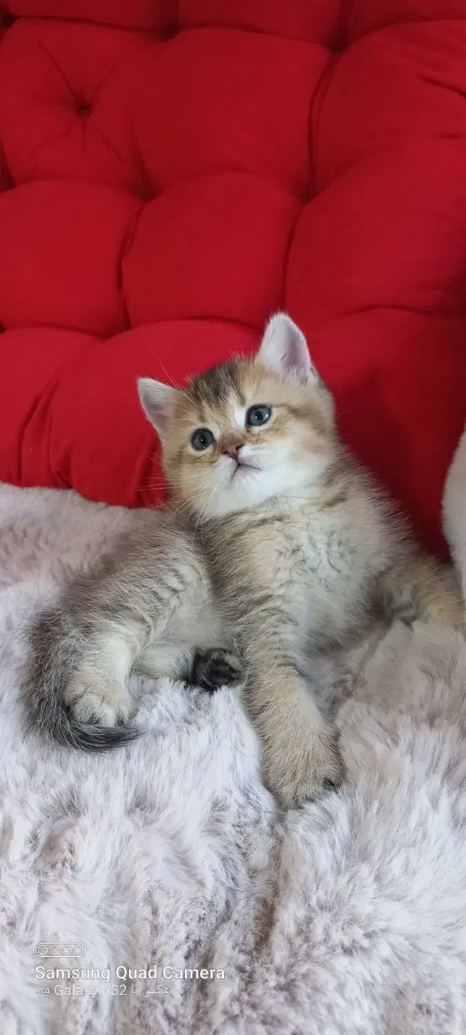 گربه بریتیش|گربه|تهران, پاسداران|دیوار