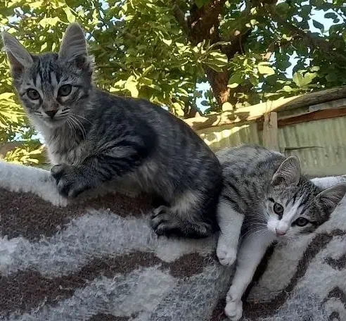 بچه گربه جهت واگذاری|گربه|خلخال, |دیوار