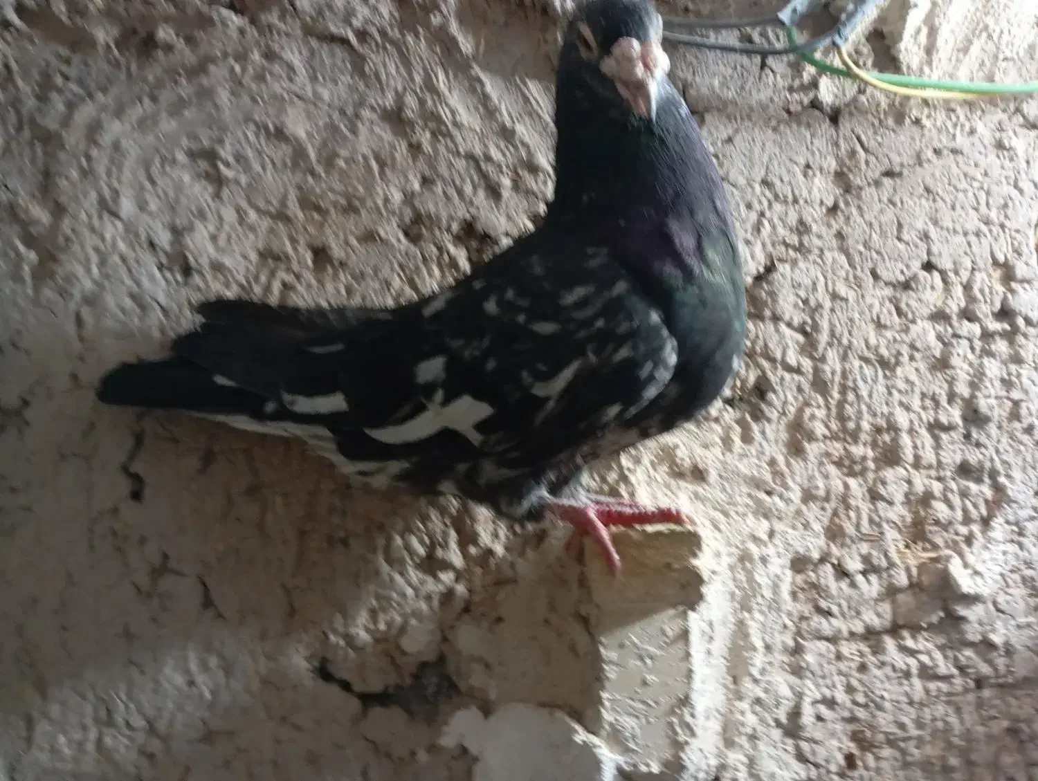 کفتر|پرنده|زرند, |دیوار