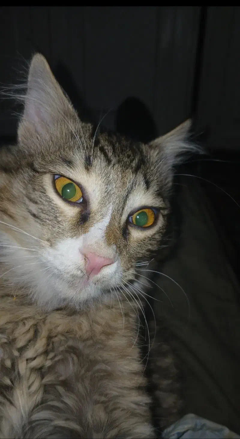 گربه نر ۴ ماهه|گربه|زنجان, |دیوار