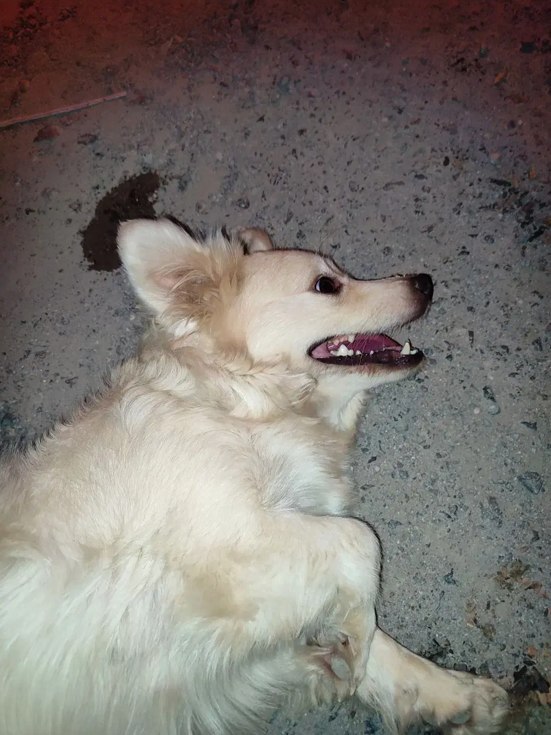 فروش دو عدد سگ پاکوتاه اشپیتز. خوشگل|سگ|جیرفت, |دیوار