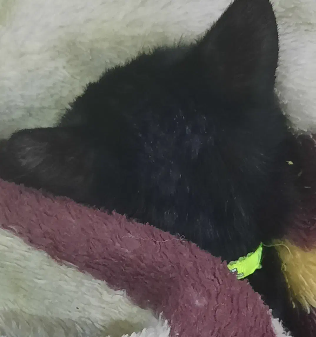 گمشده|حیوانات|کرج, کرج نو|دیوار