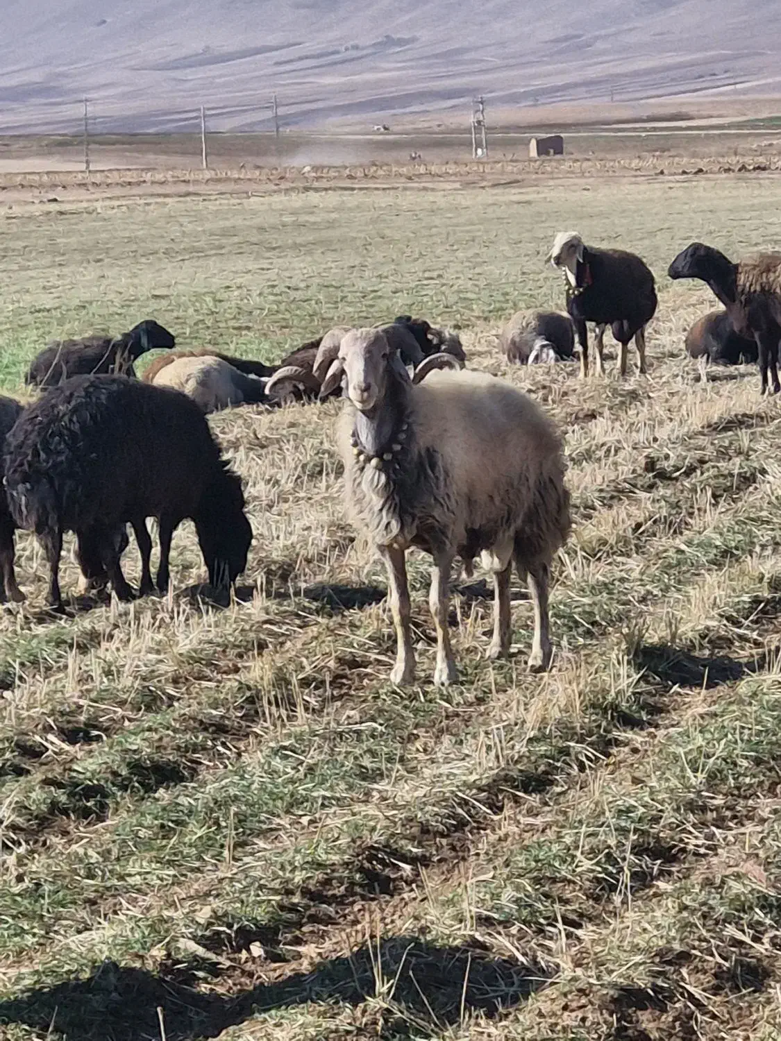 قوچ|حیوانات مزرعه|زنده رود, |دیوار