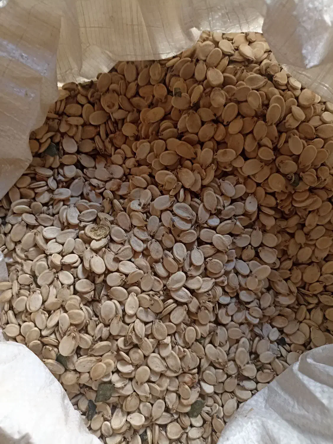 تخمه هندوانه کدویی|عمدهفروشی|مراوه, |دیوار