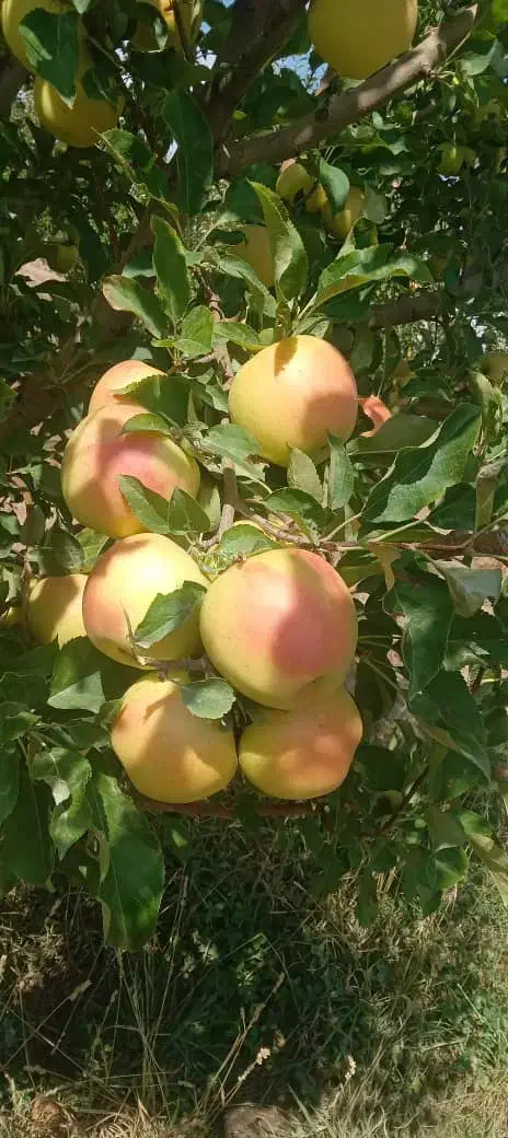 ۶۰ من باغ هلو و سیب|فروش دفتر صنعتی، کشاورزی، تجاری|مراغه, |دیوار