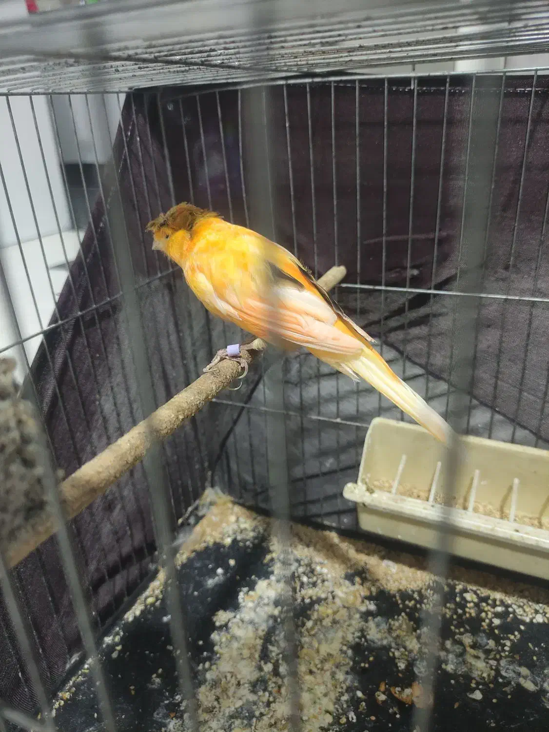 قناری نر|پرنده|پرند, فاز ۶|دیوار