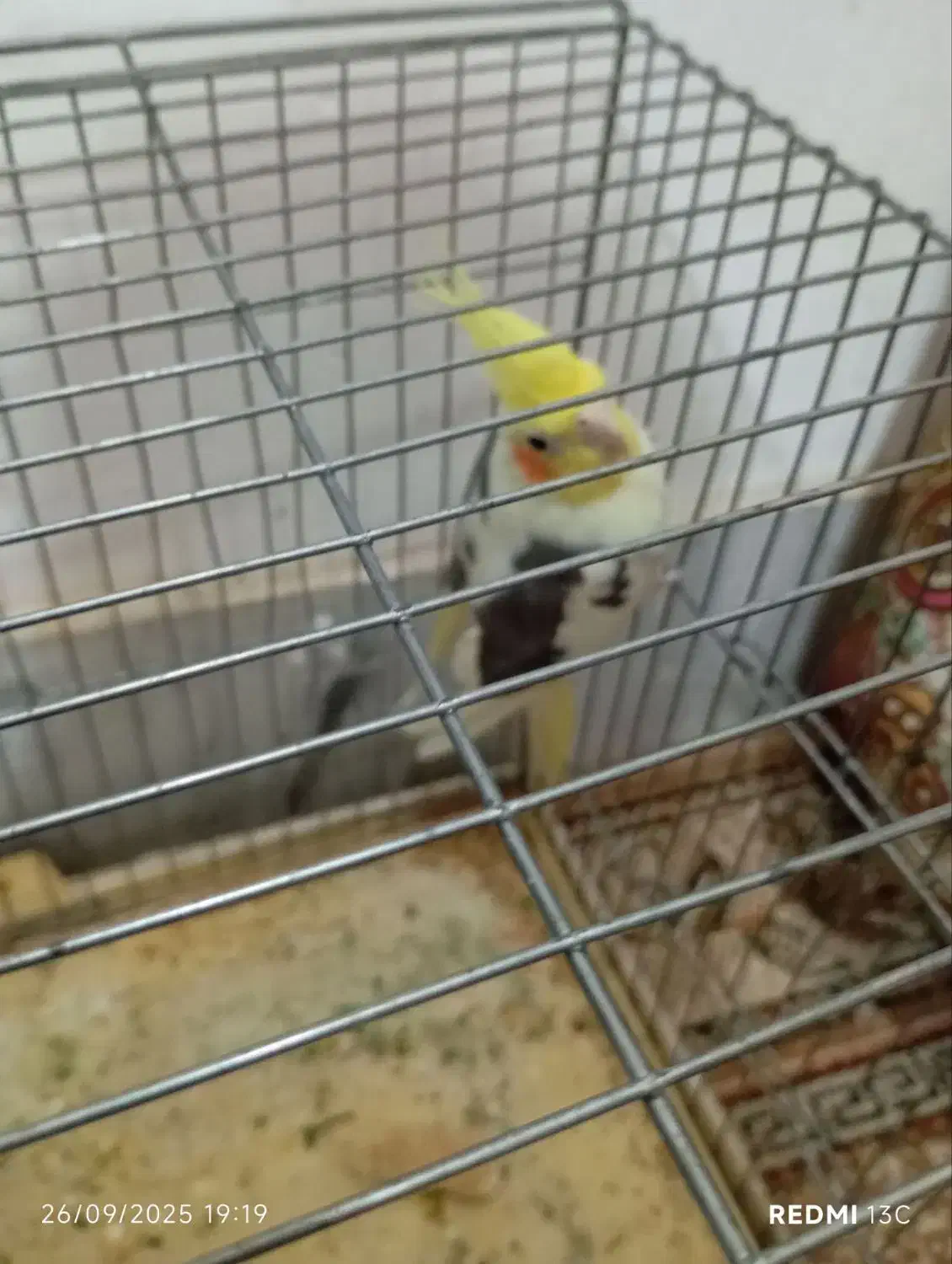 ماده عروس هلندی|پرنده|فشاپویه, |دیوار